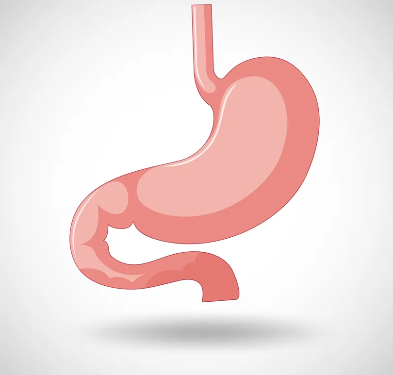 What are the 6 steps of the digestive system in order?